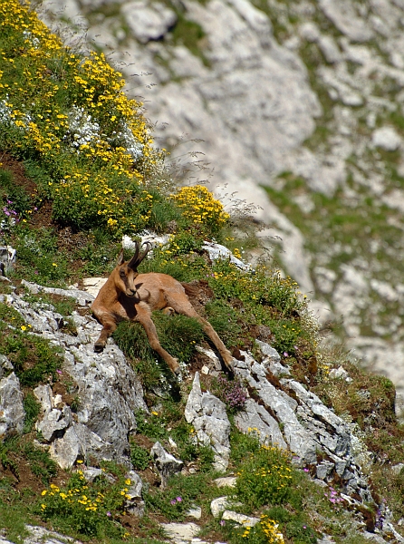 Camoscio d''Abruzzo Rupicapra pyrenaica ornata